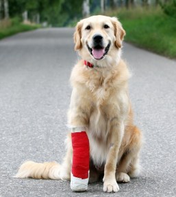 Canine First Aid courses from The Academy, Sale, Manchester